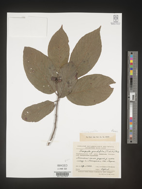 Image Associated With the Occurence