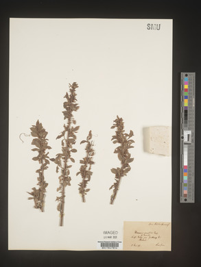 Image Associated With the Occurence