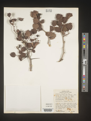 Crataegus chrysocarpa image