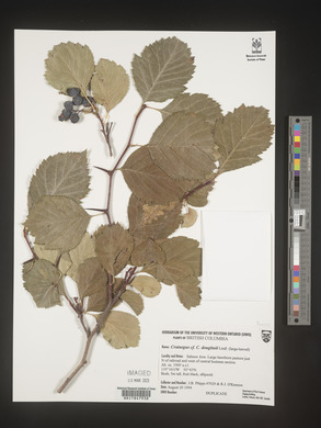 Crataegus douglasii image