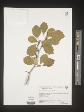 Crataegus douglasii image