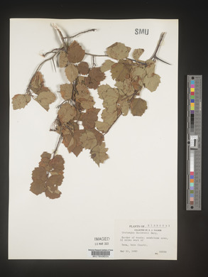 Crataegus mackenziei image