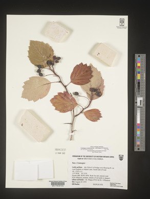 Crataegus enderbyensis image