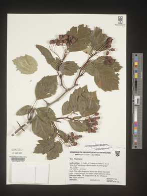 Crataegus enderbyensis image