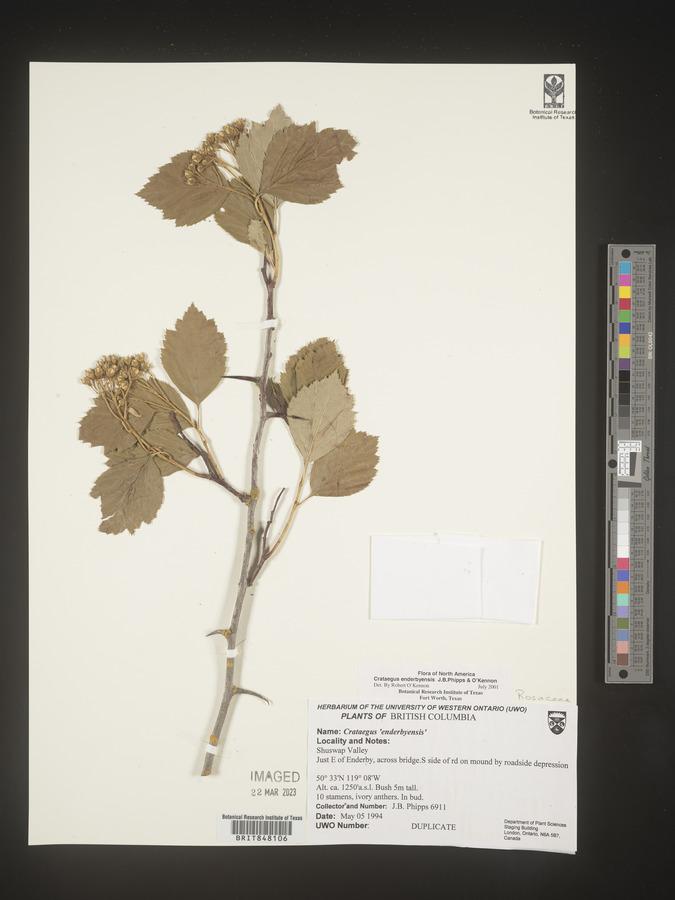 Crataegus enderbyensis image