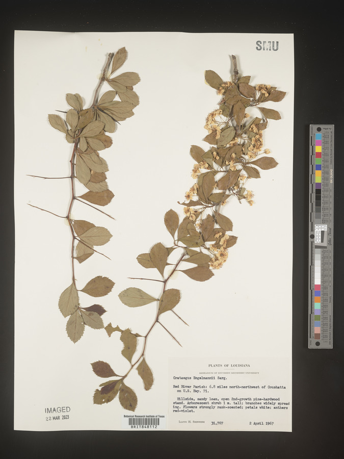 Crataegus engelmannii image