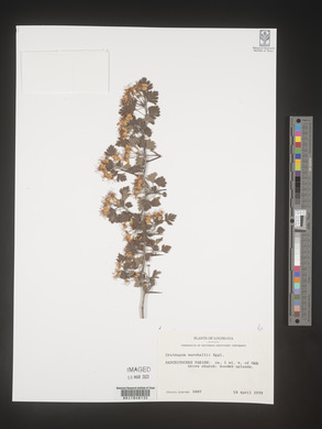 Crataegus marshallii image