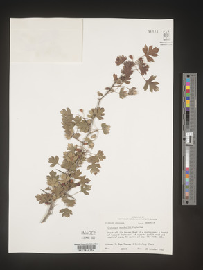 Crataegus marshallii image