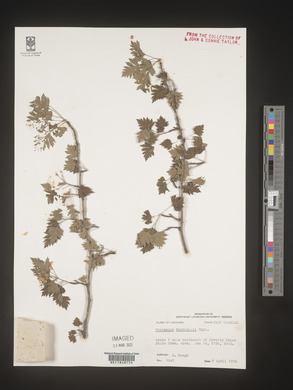 Crataegus marshallii image