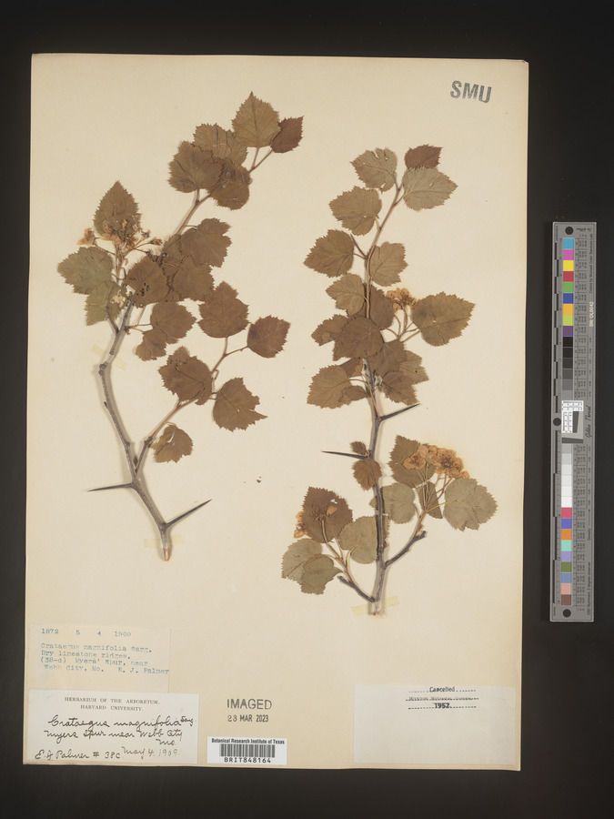 Crataegus pruinosa var. magnifolia image