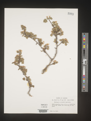 Crataegus marshallii image