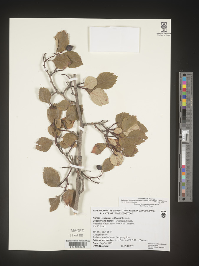 Crataegus okanaganensis var. wellsii image