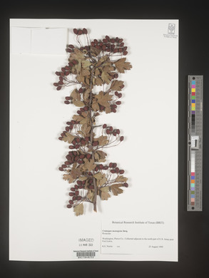 Crataegus monogyna image