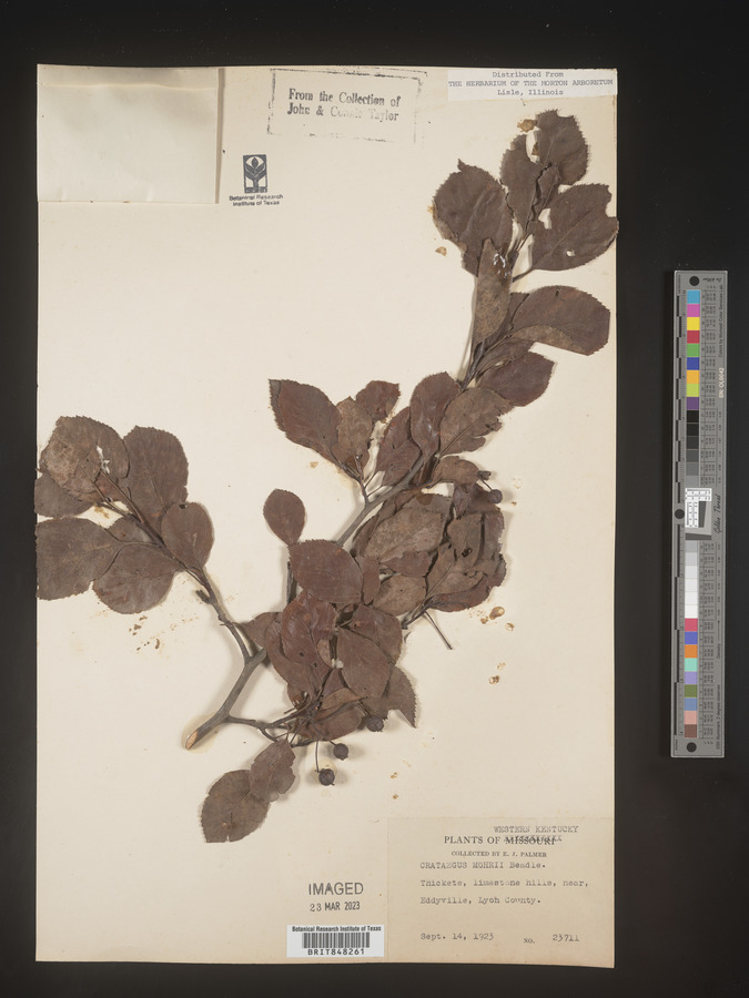 Crataegus mohrii image