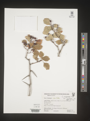 Crataegus chrysocarpa var. chrysocarpa image