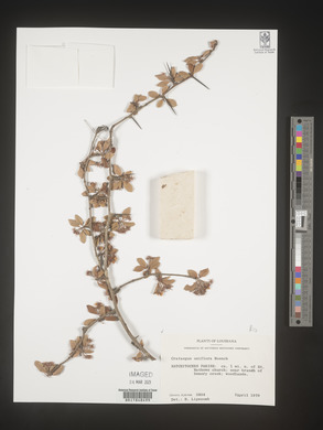 Crataegus uniflora image