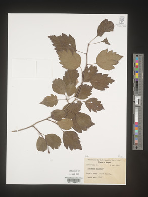 Crataegus viridis image