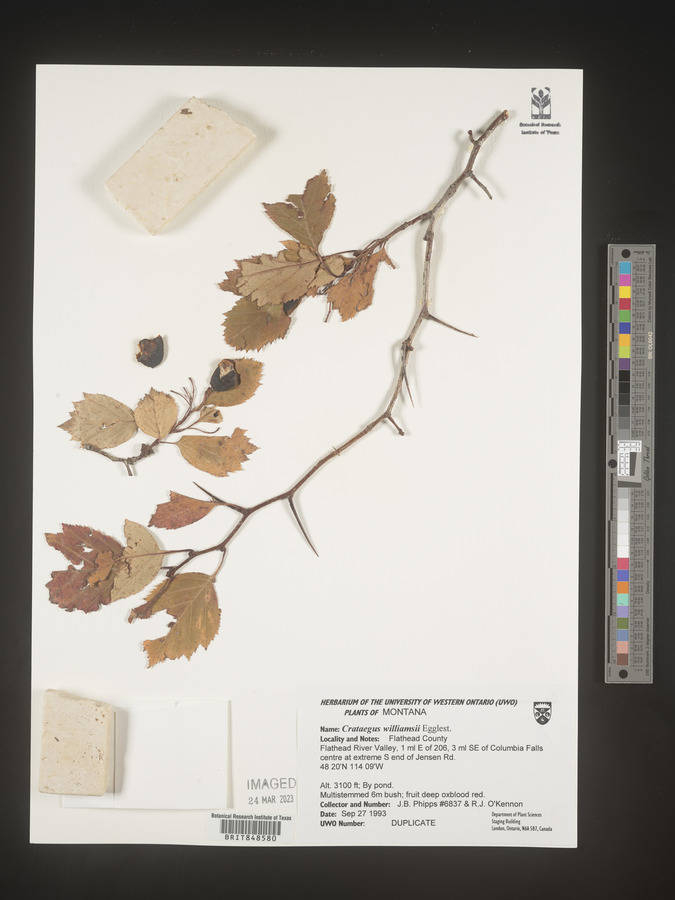 Crataegus williamsii image