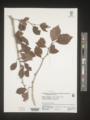 Crataegus viridis image