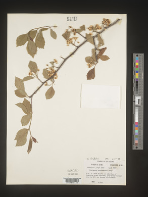 Crataegus viridis image