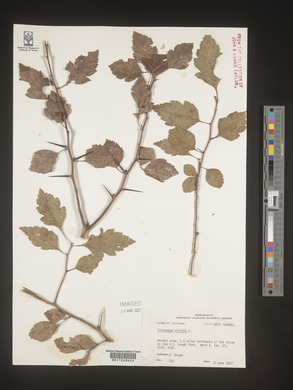 Crataegus viridis image