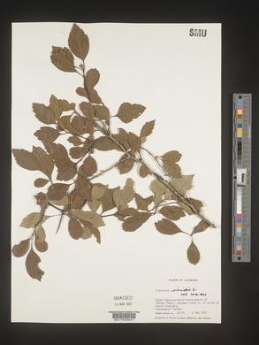 Crataegus viridis image