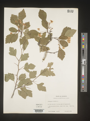 Crataegus viridis image