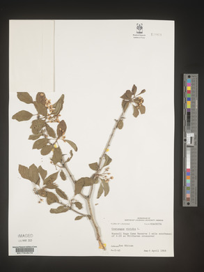 Crataegus viridis image