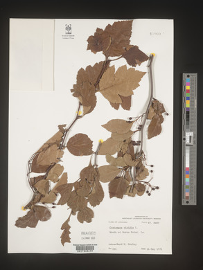 Crataegus viridis image