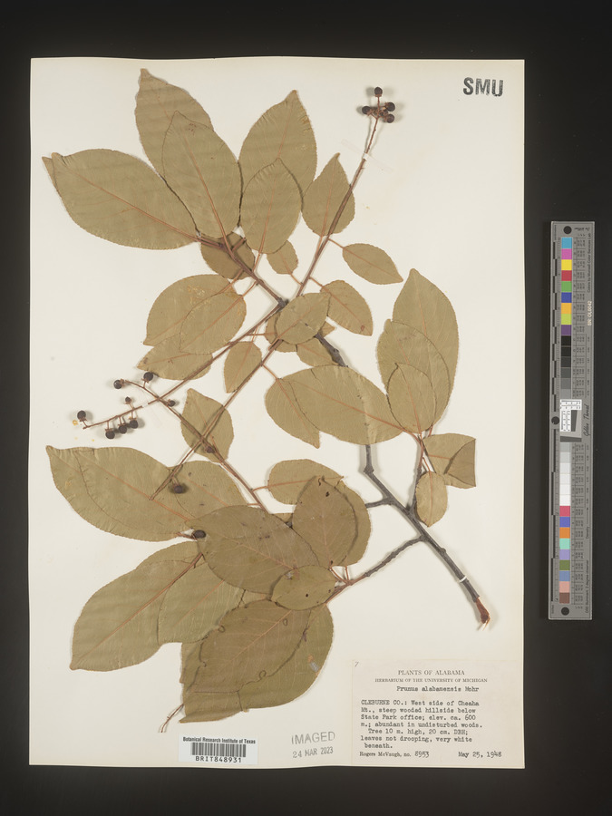 Prunus alabamensis image