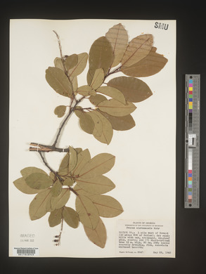 Prunus alabamensis image