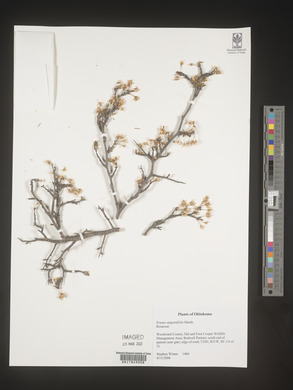 Prunus angustifolia image