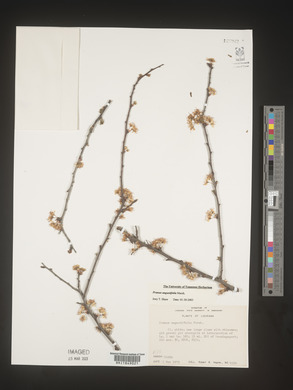 Prunus angustifolia image