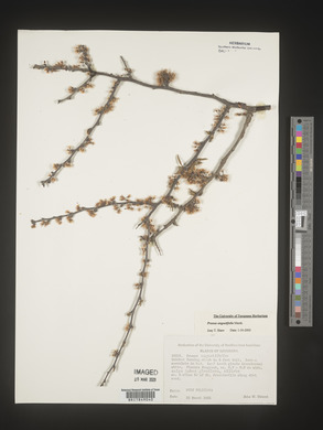 Prunus angustifolia image