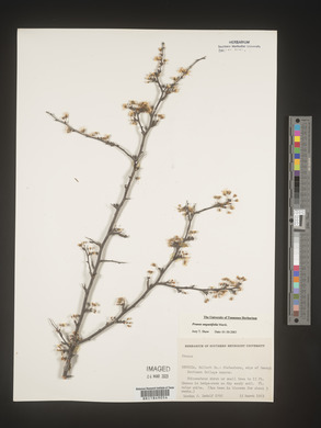 Prunus angustifolia image