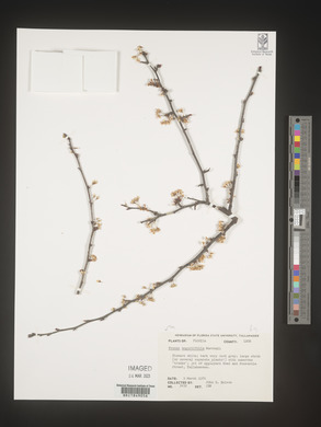 Prunus angustifolia image