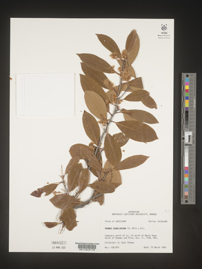 Prunus caroliniana image