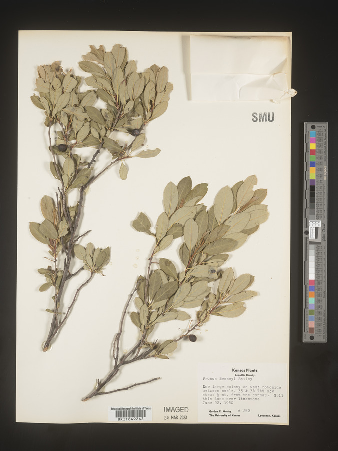 Prunus besseyi image