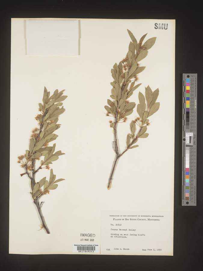 Prunus besseyi image