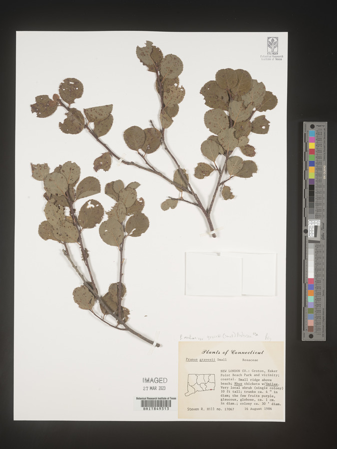 Prunus maritima image