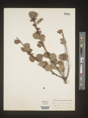 Prunus gravesii image
