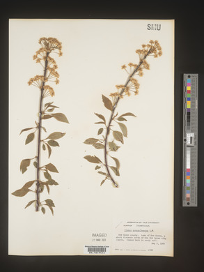 Prunus pensylvanica image