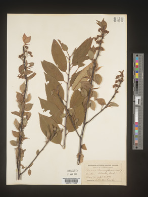 Prunus pensylvanica image