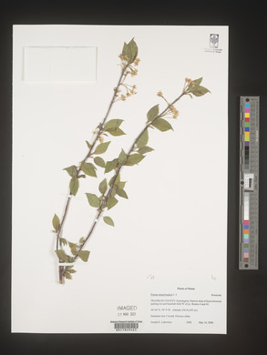 Prunus pensylvanica image