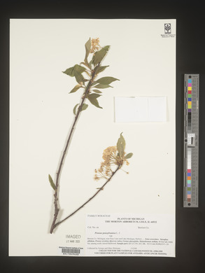 Prunus pensylvanica image