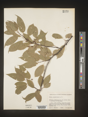 Prunus pensylvanica image