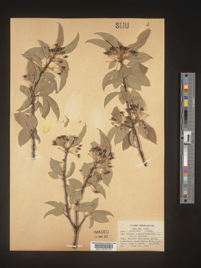 Prunus pensylvanica image