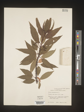 Prunus pensylvanica image