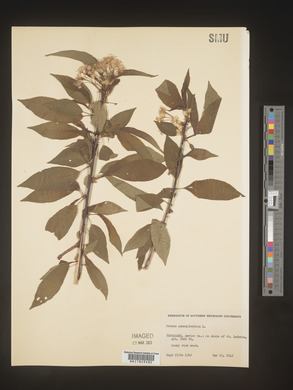 Prunus pensylvanica image