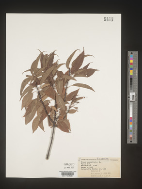 Prunus pensylvanica image